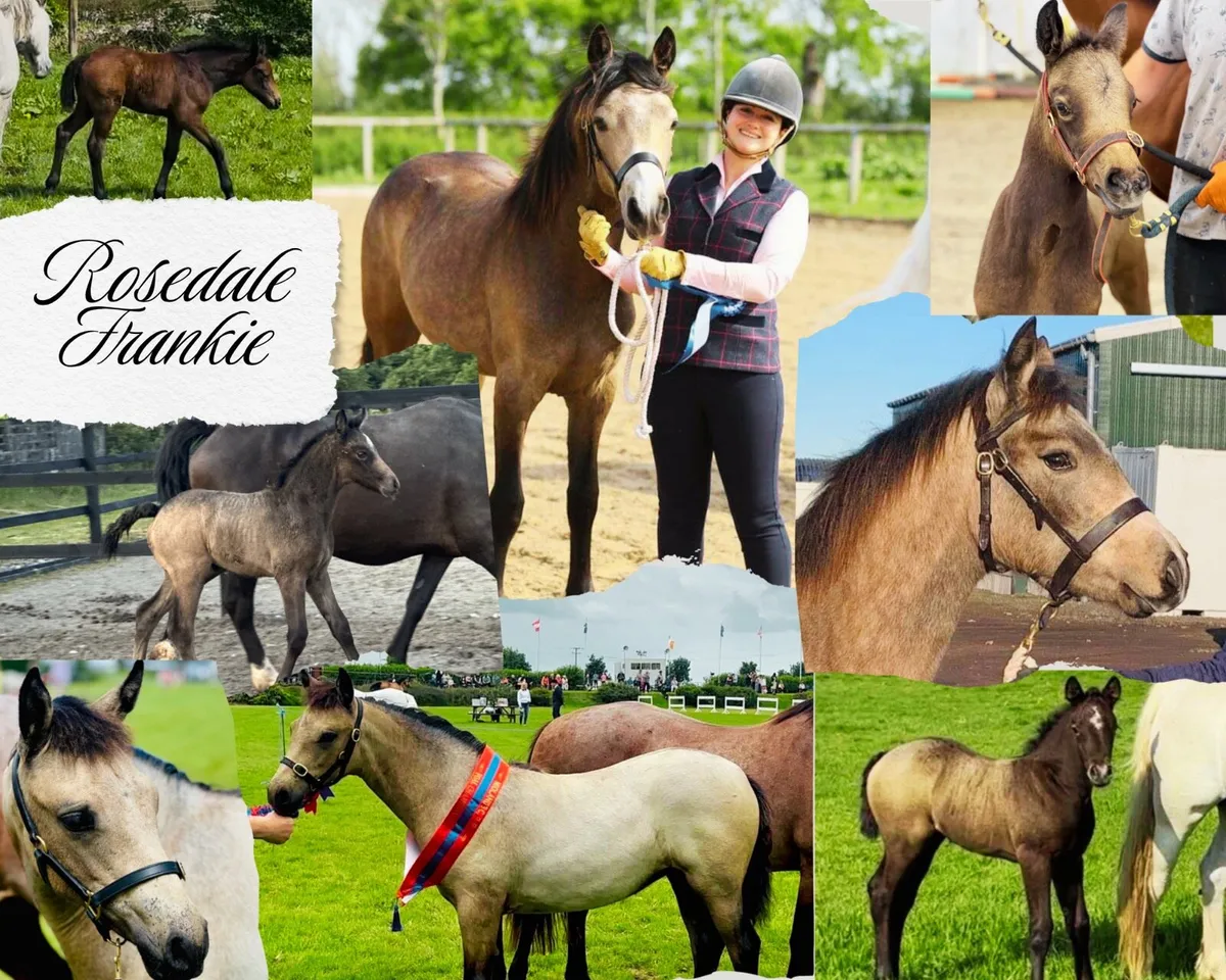 Rosedale Frankie - Class 1 N/N Stallion - At Stud - Image 1