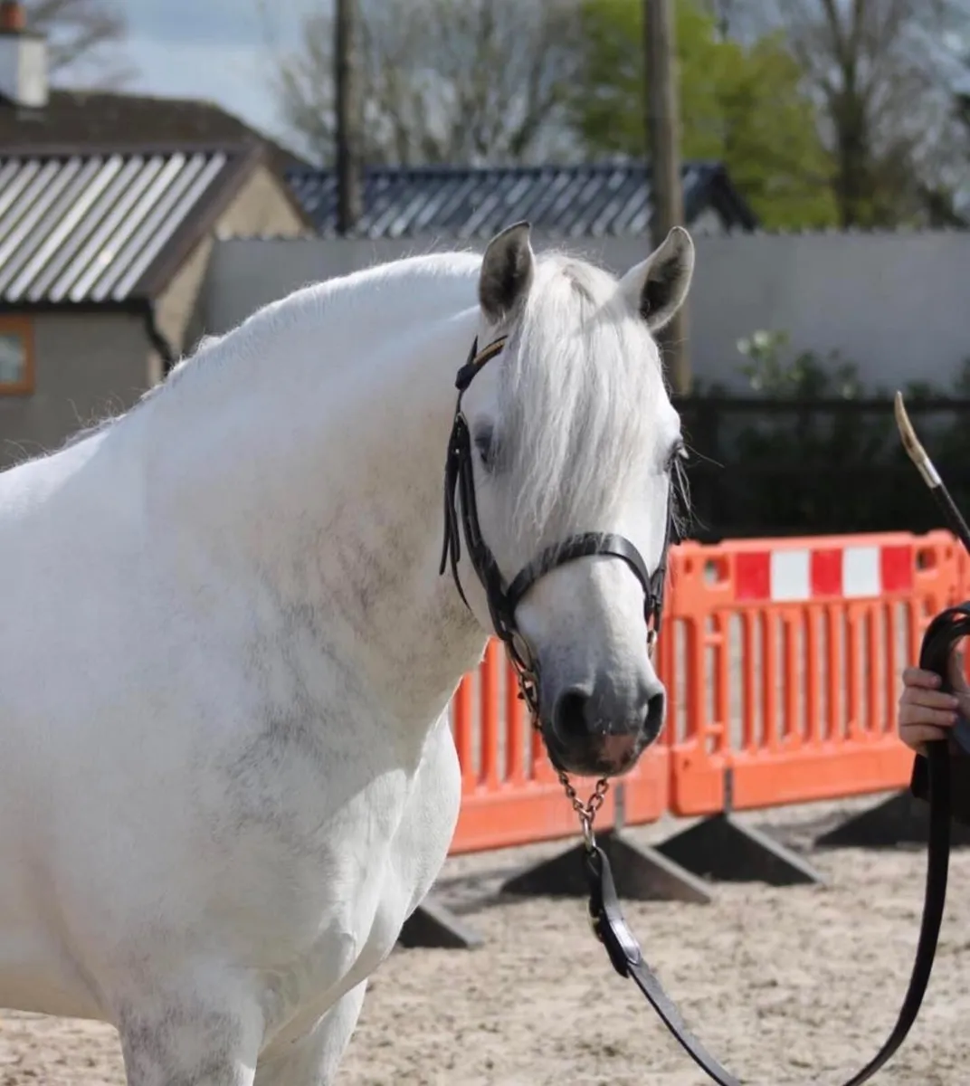 Popular Rosedale Frankie - At Stud - Image 2