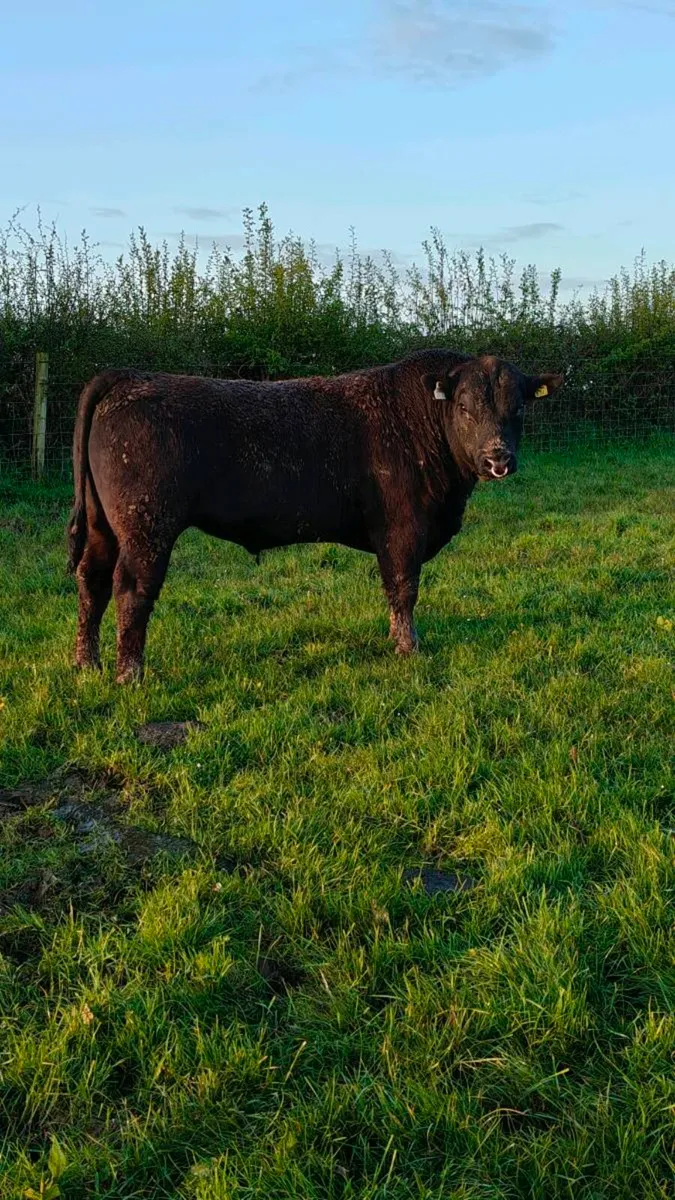 Angus bull only 6.6% on dairy heifers 2.4% on cows - Image 2