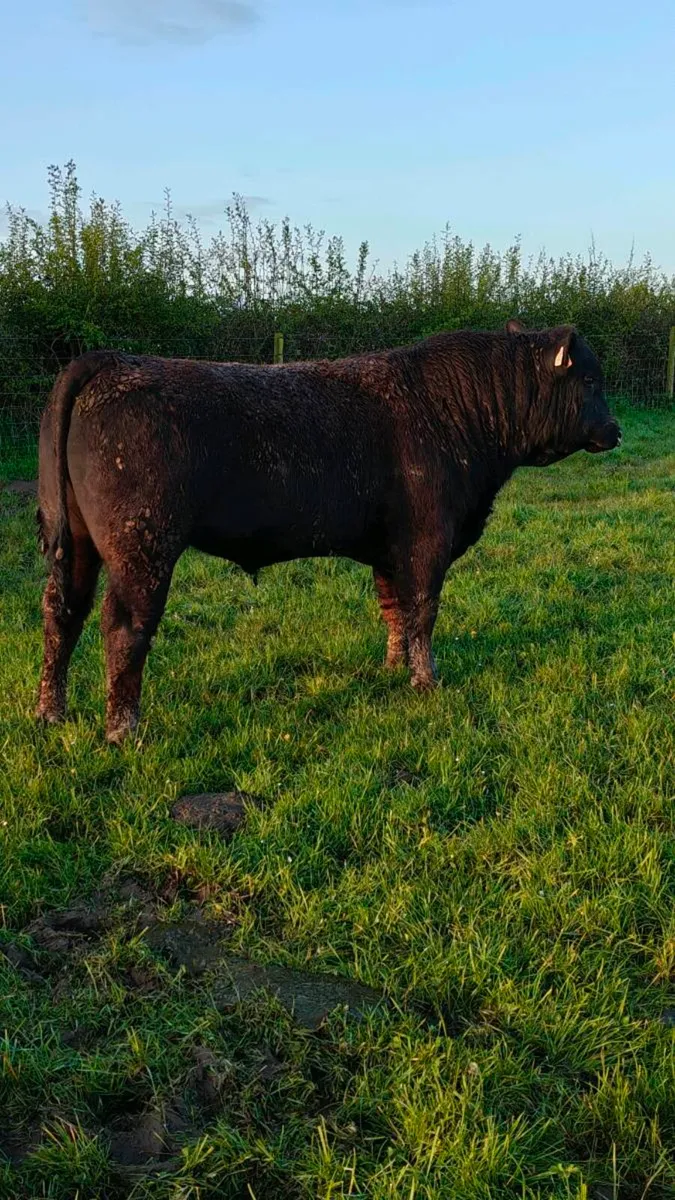 Angus bull only 6.6% on dairy heifers 2.4% on cows - Image 1