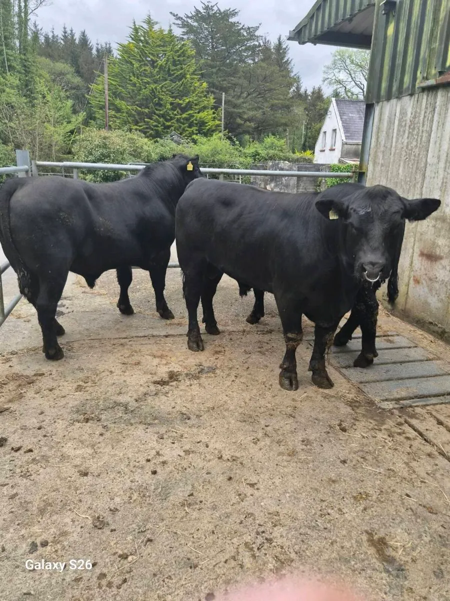 PBR Angus bulls - Image 1