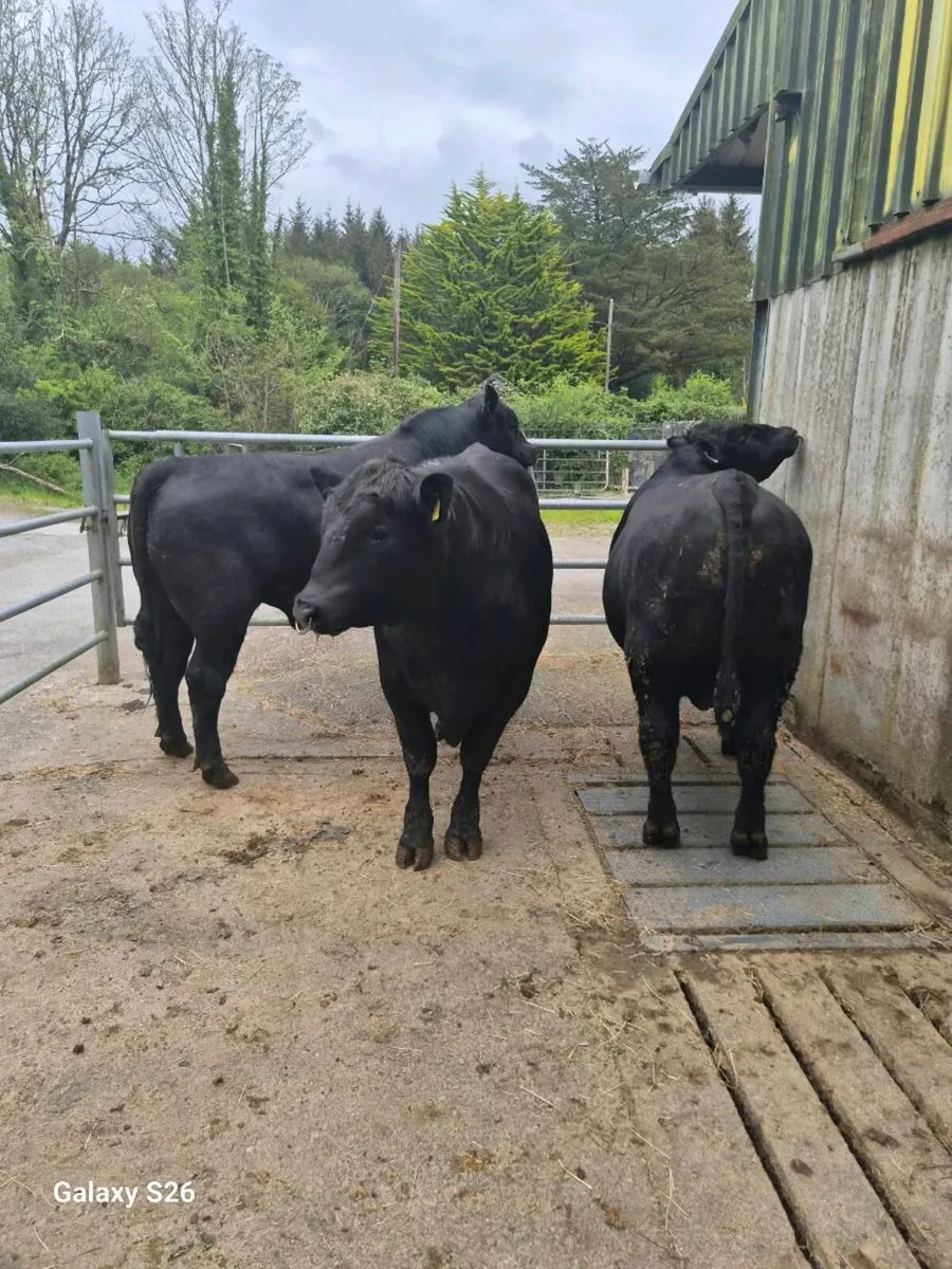 PBR Angus bulls - Image 2