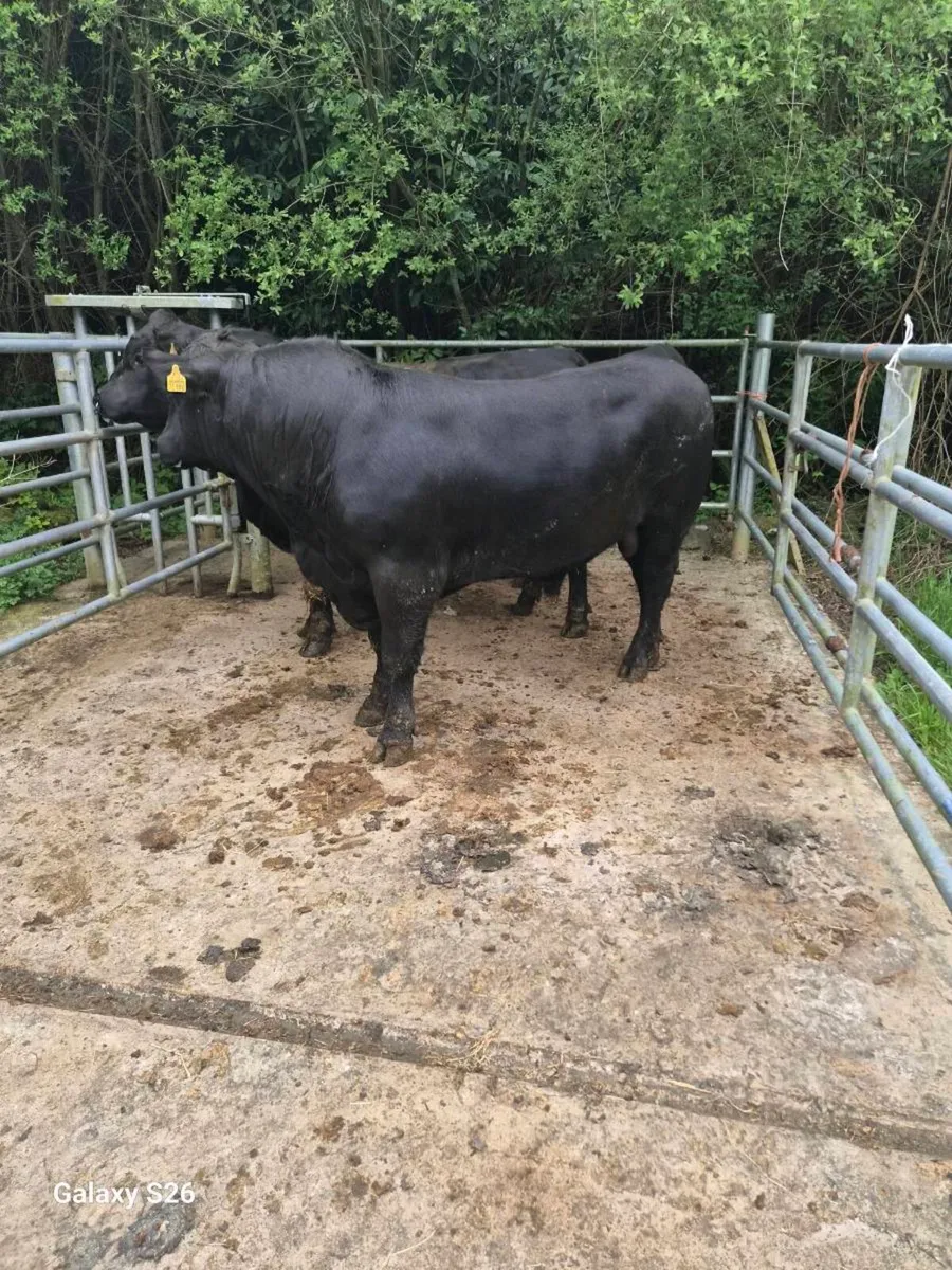 PBR Angus bulls - Image 3