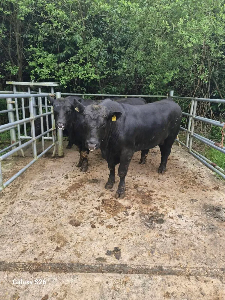 PBR Angus bulls - Image 4