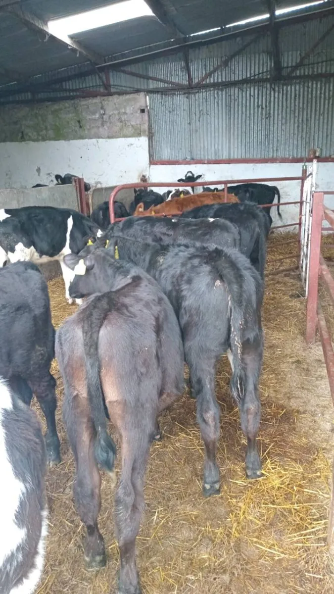 14 super atumn born weanlings - Image 1