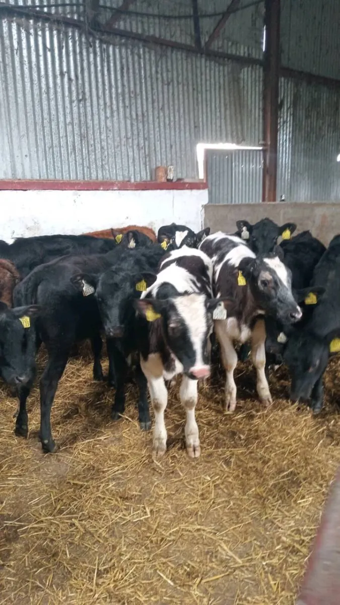 14 super atumn born weanlings - Image 2