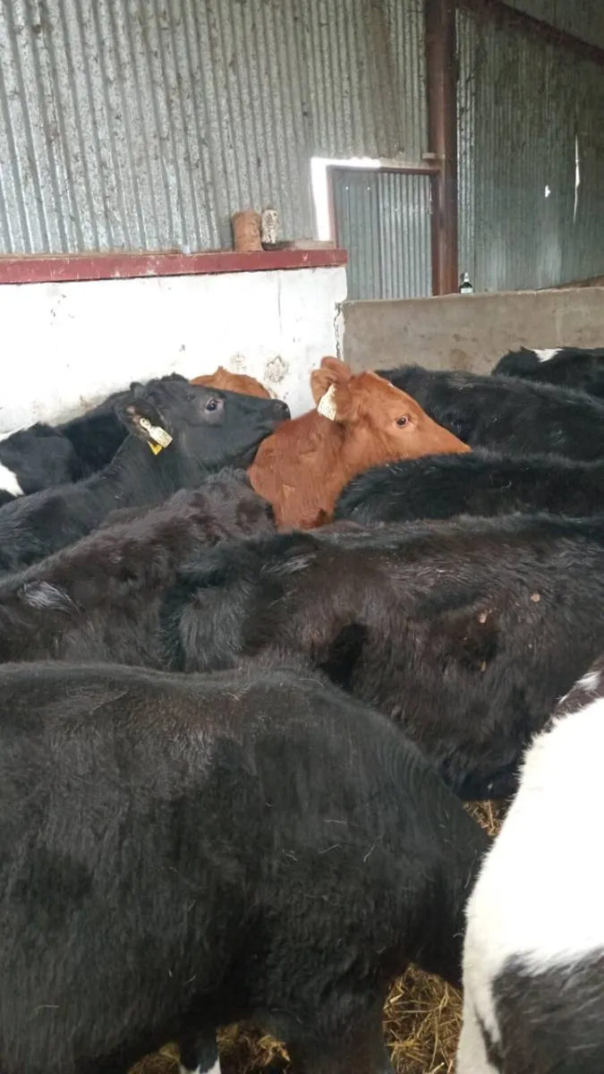 14 super atumn born weanlings - Image 4