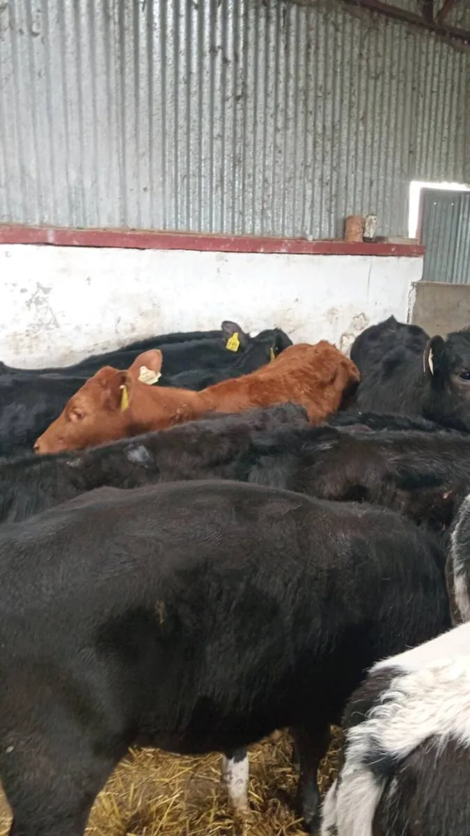 14 super atumn born weanlings - Image 3