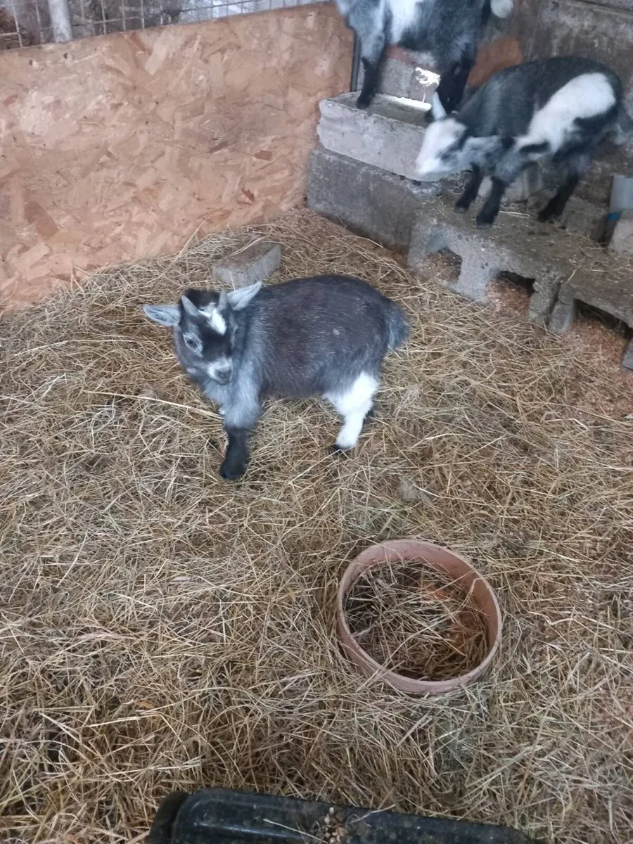 Pygmy goat's - Image 1