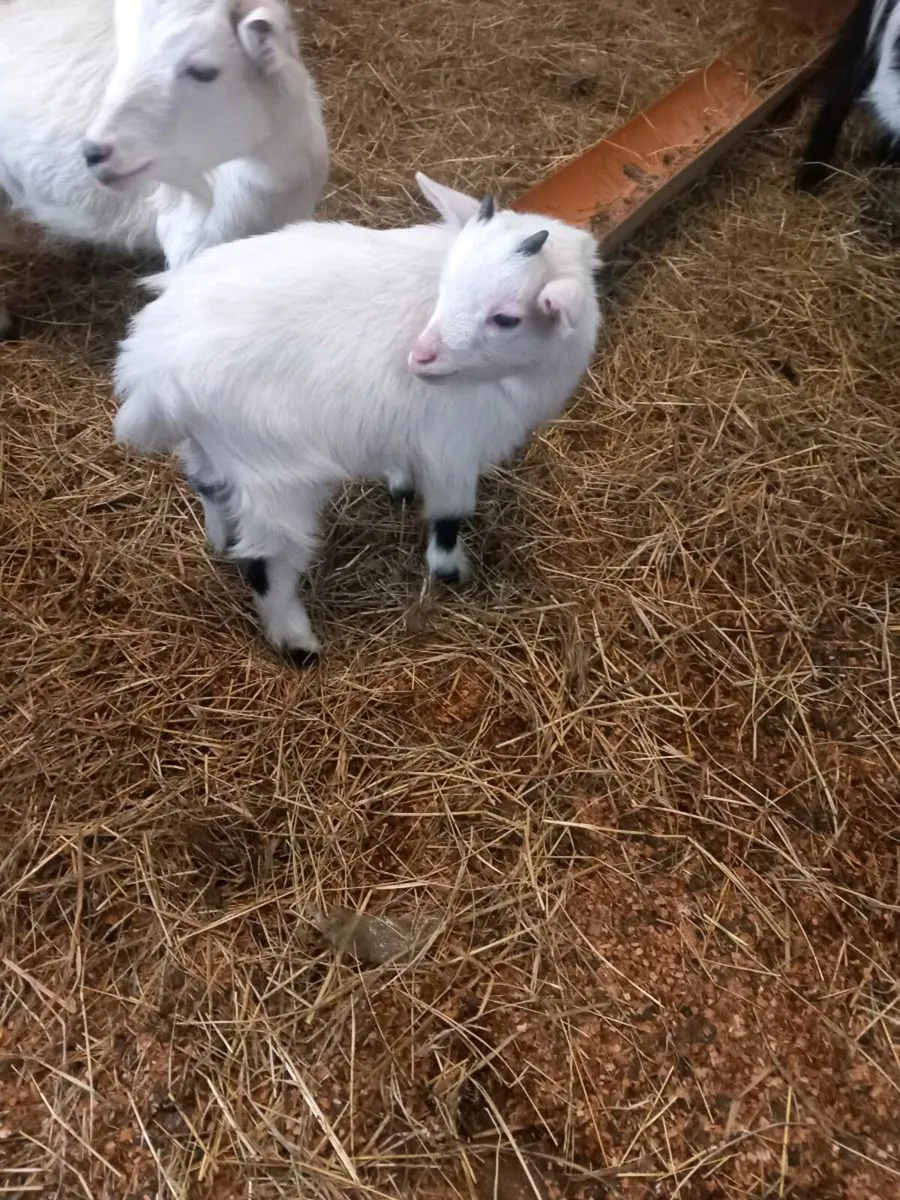 Pygmy goat's - Image 2