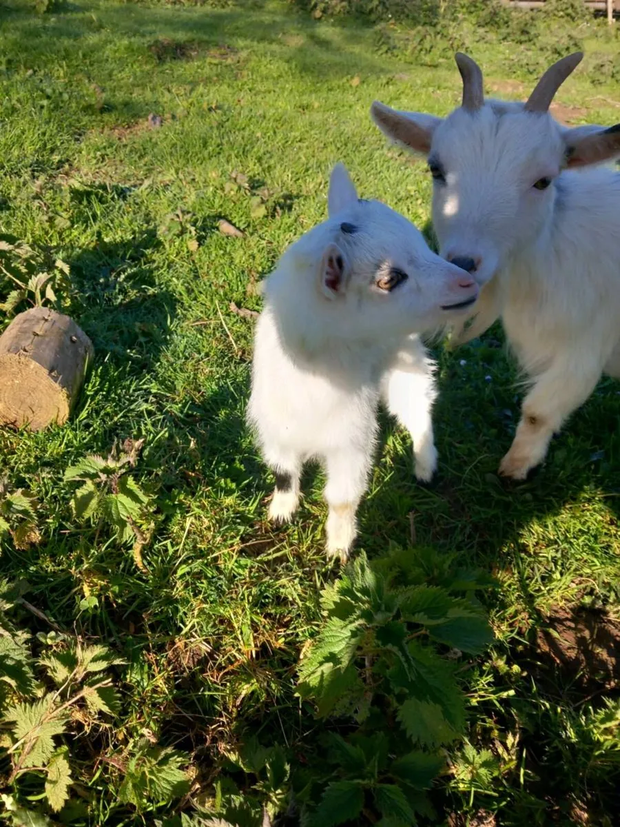 Pygmy goat's - Image 3