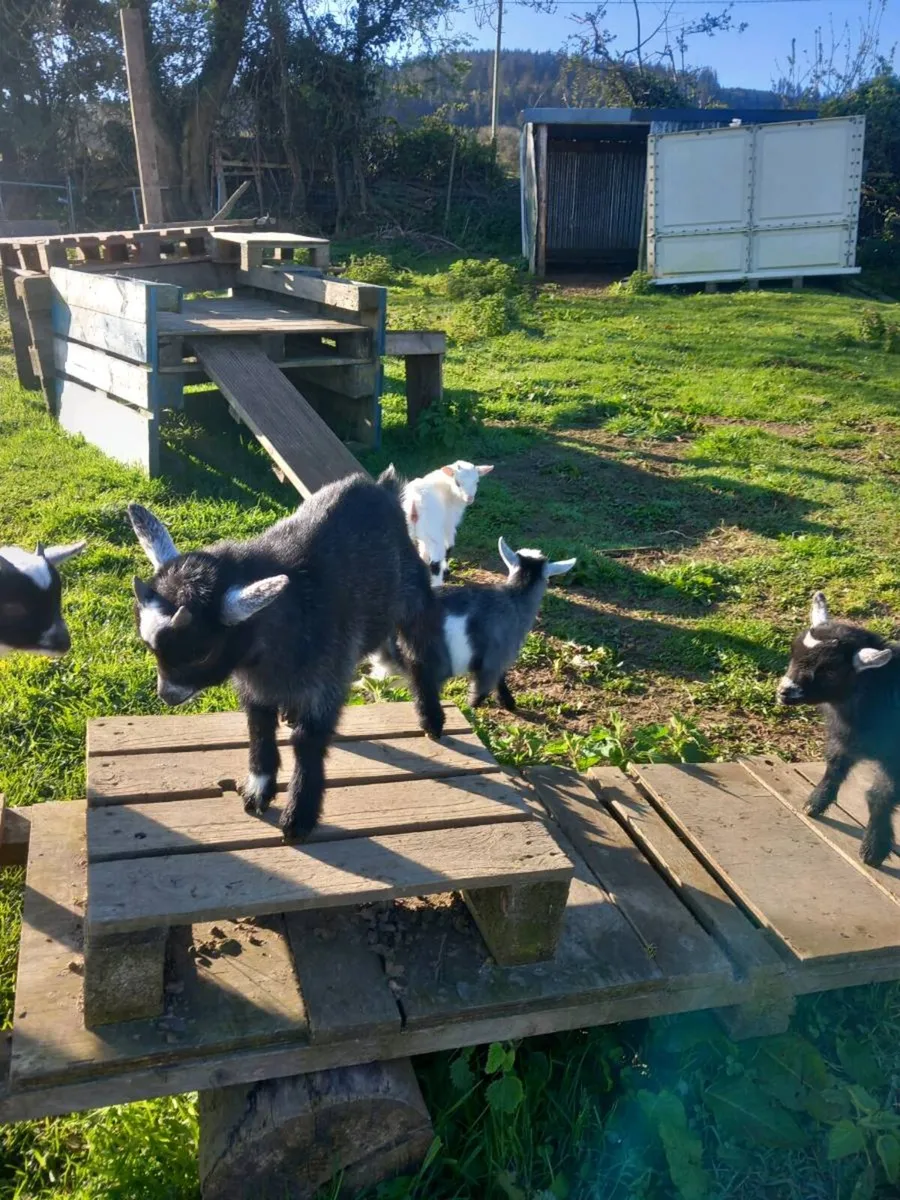 Pygmy goat's - Image 4
