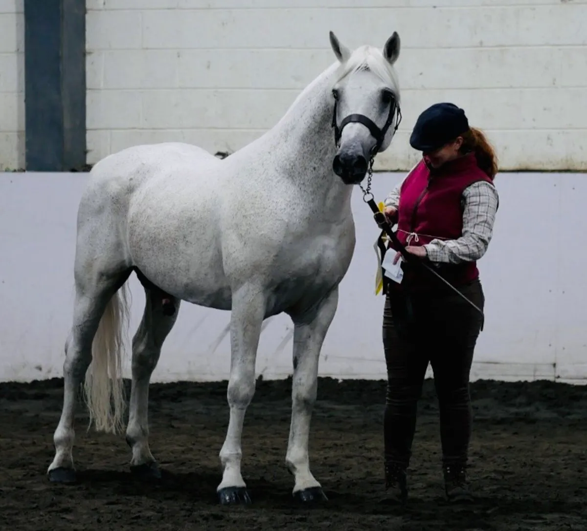 Derrada Owen Outcross Connemara Class 1 Stallion - Image 4