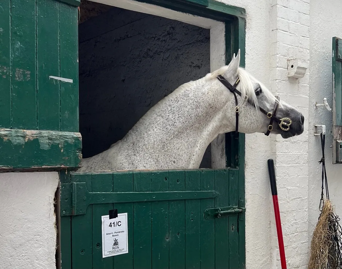 Derrada Owen Outcross Connemara Class 1 Stallion - Image 2