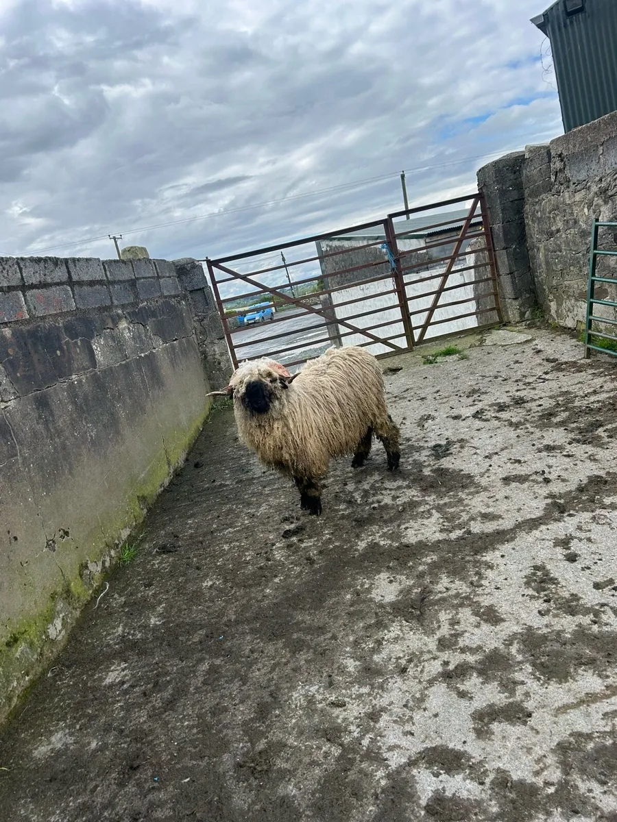 Valais black nose - Image 1