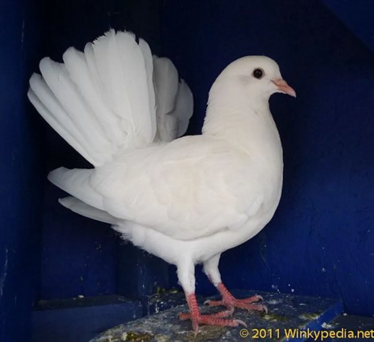White Fan Tails
