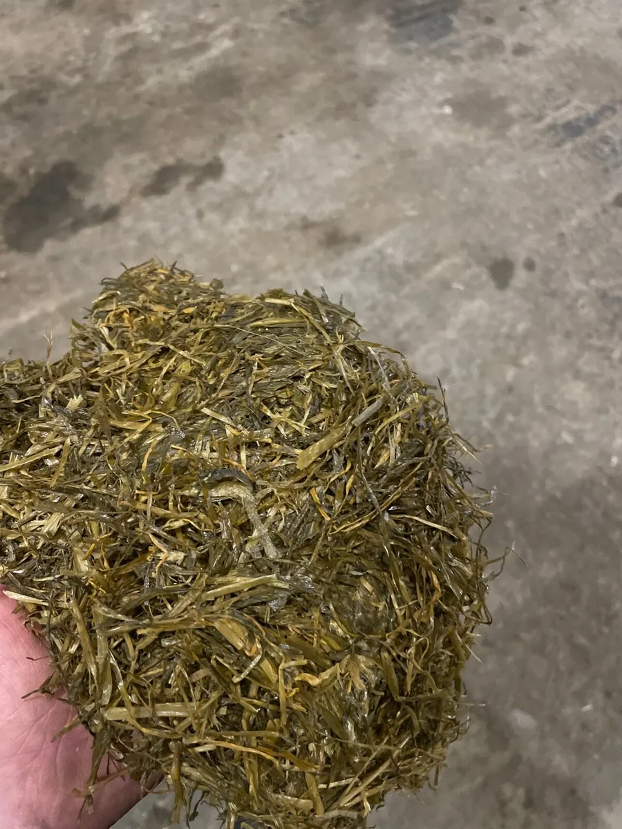 1st cut pit silage - Image 2