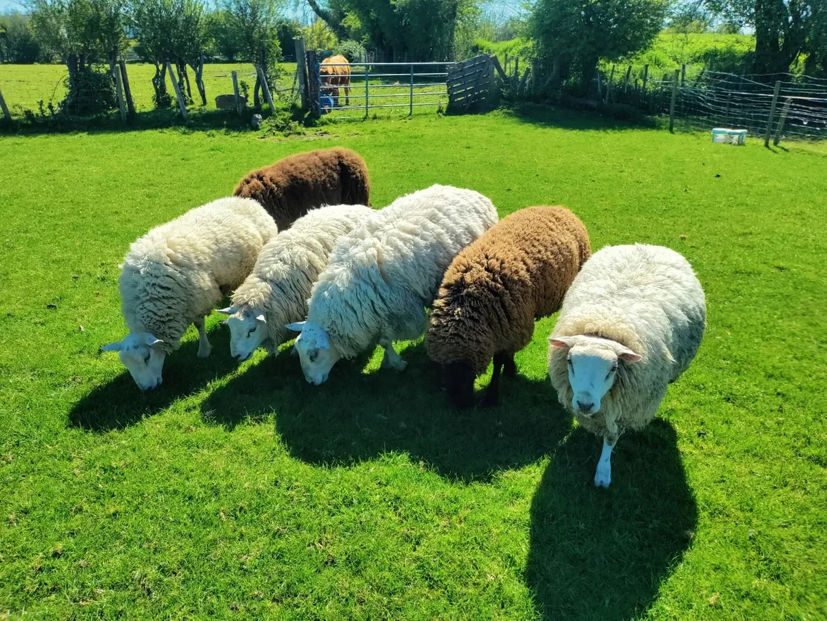 Ram yearlings - Image 1