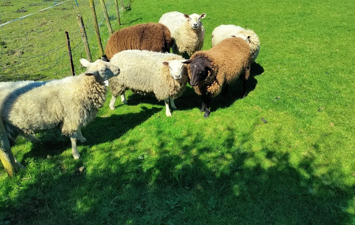 Ram yearlings - Image 2