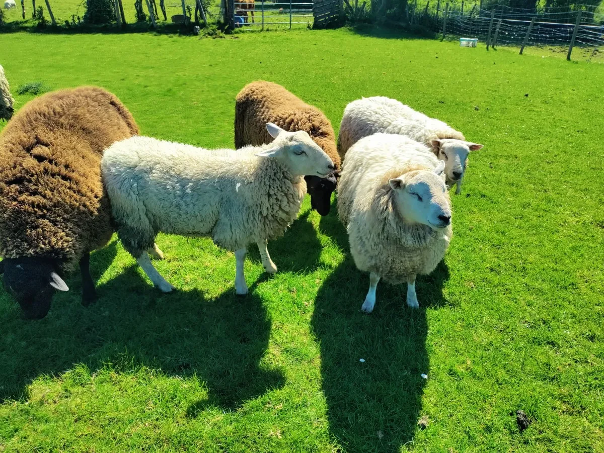 Ram yearlings - Image 3