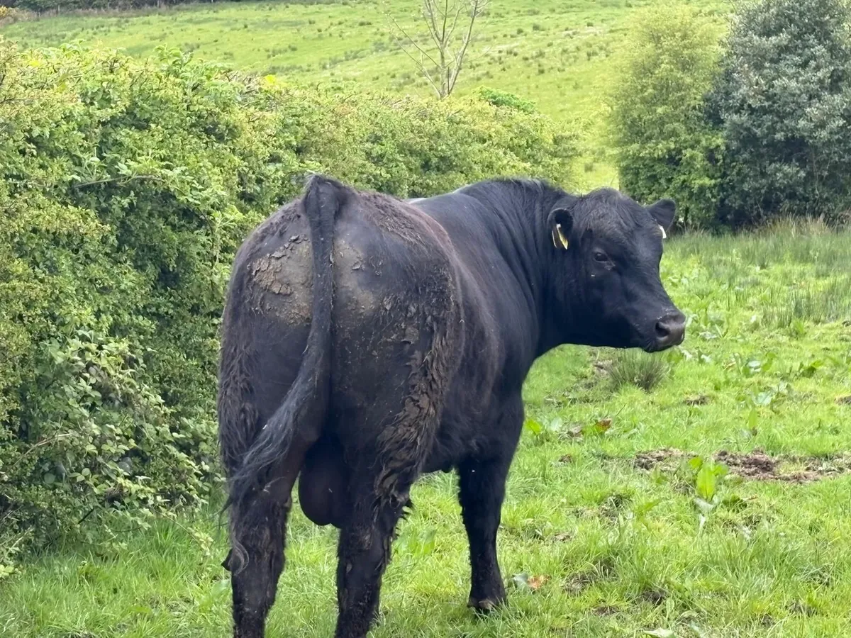 AA Bulls - Image 4