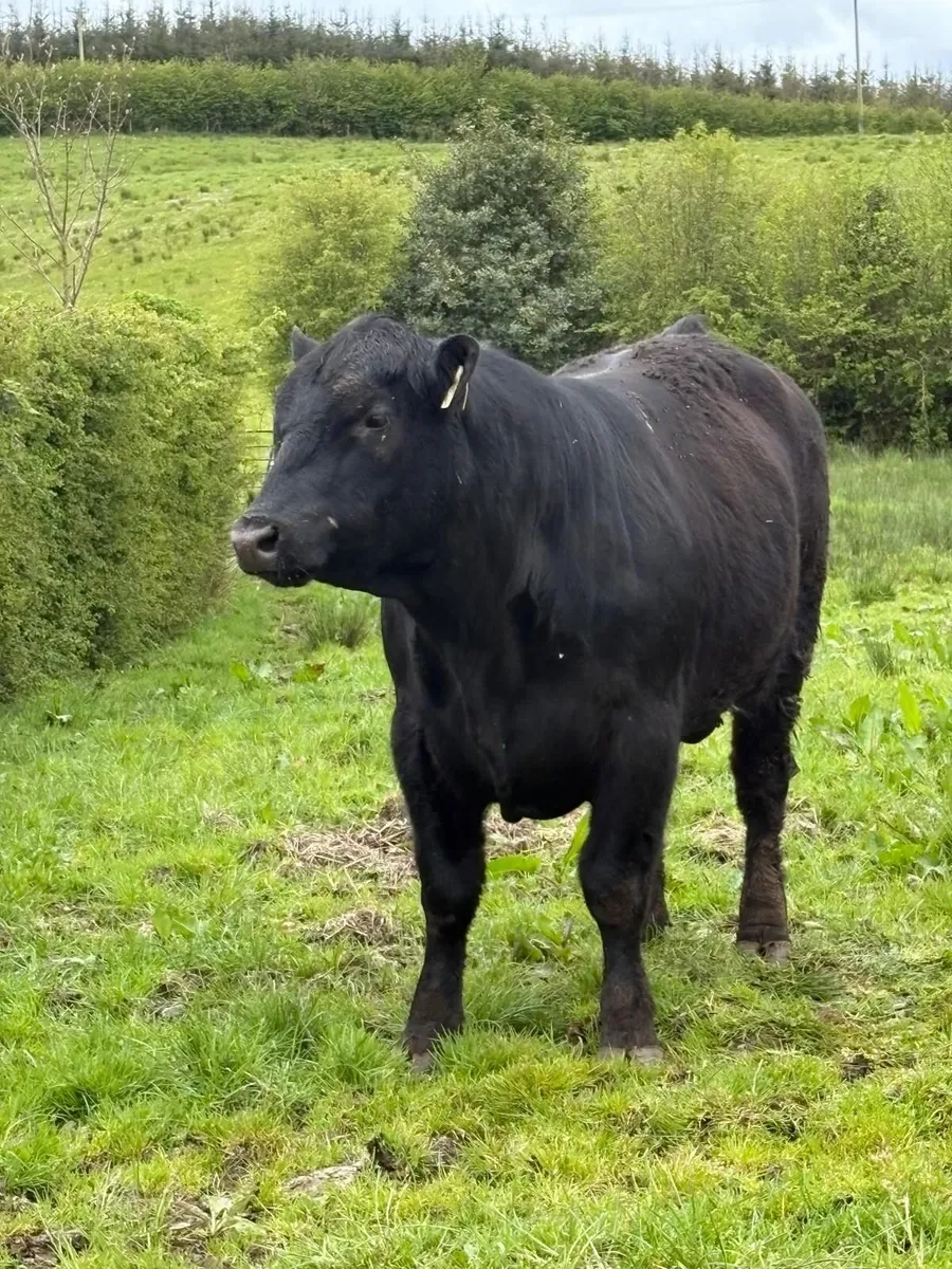 AA Bulls - Image 1