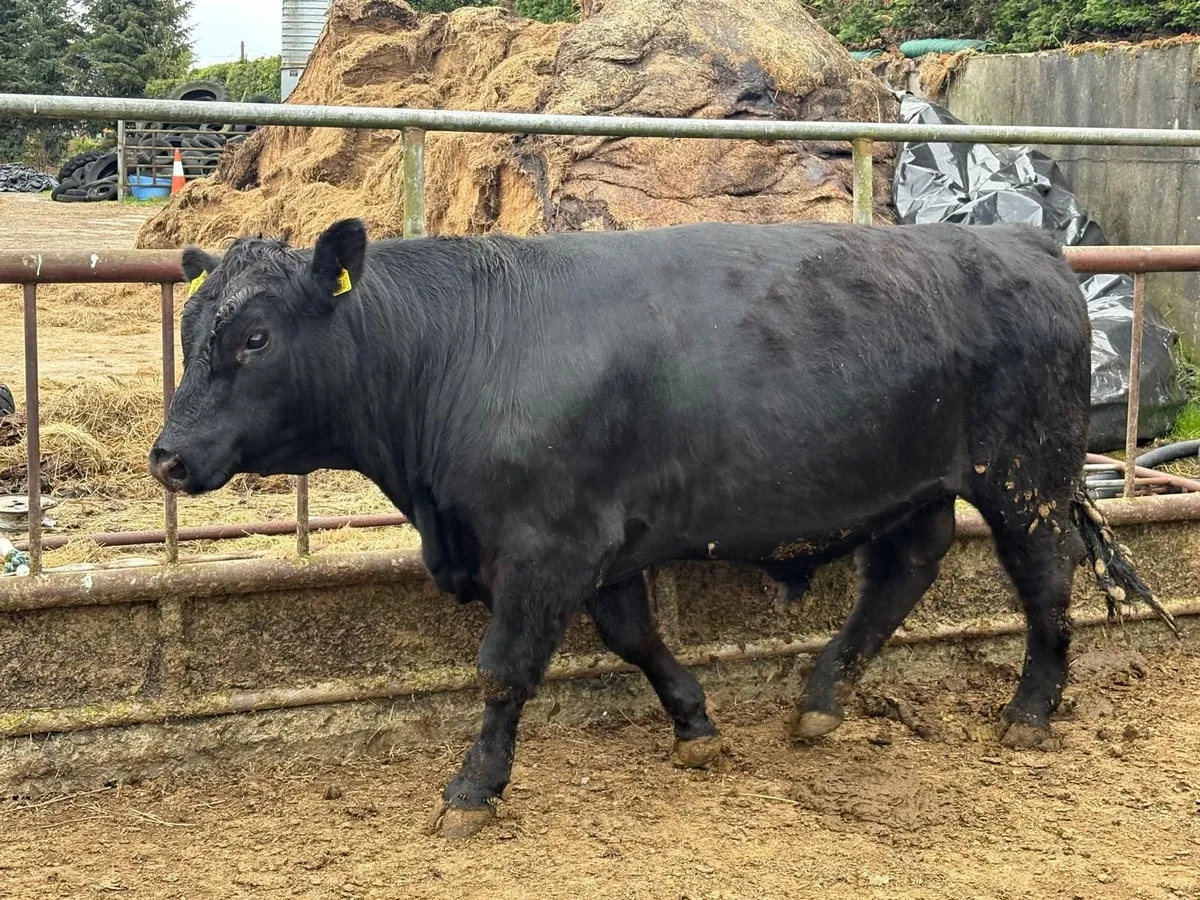 AA Bulls - Image 2