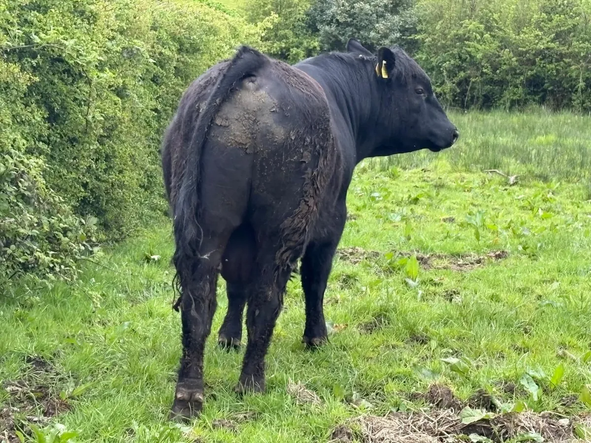 AA Bulls - Image 3