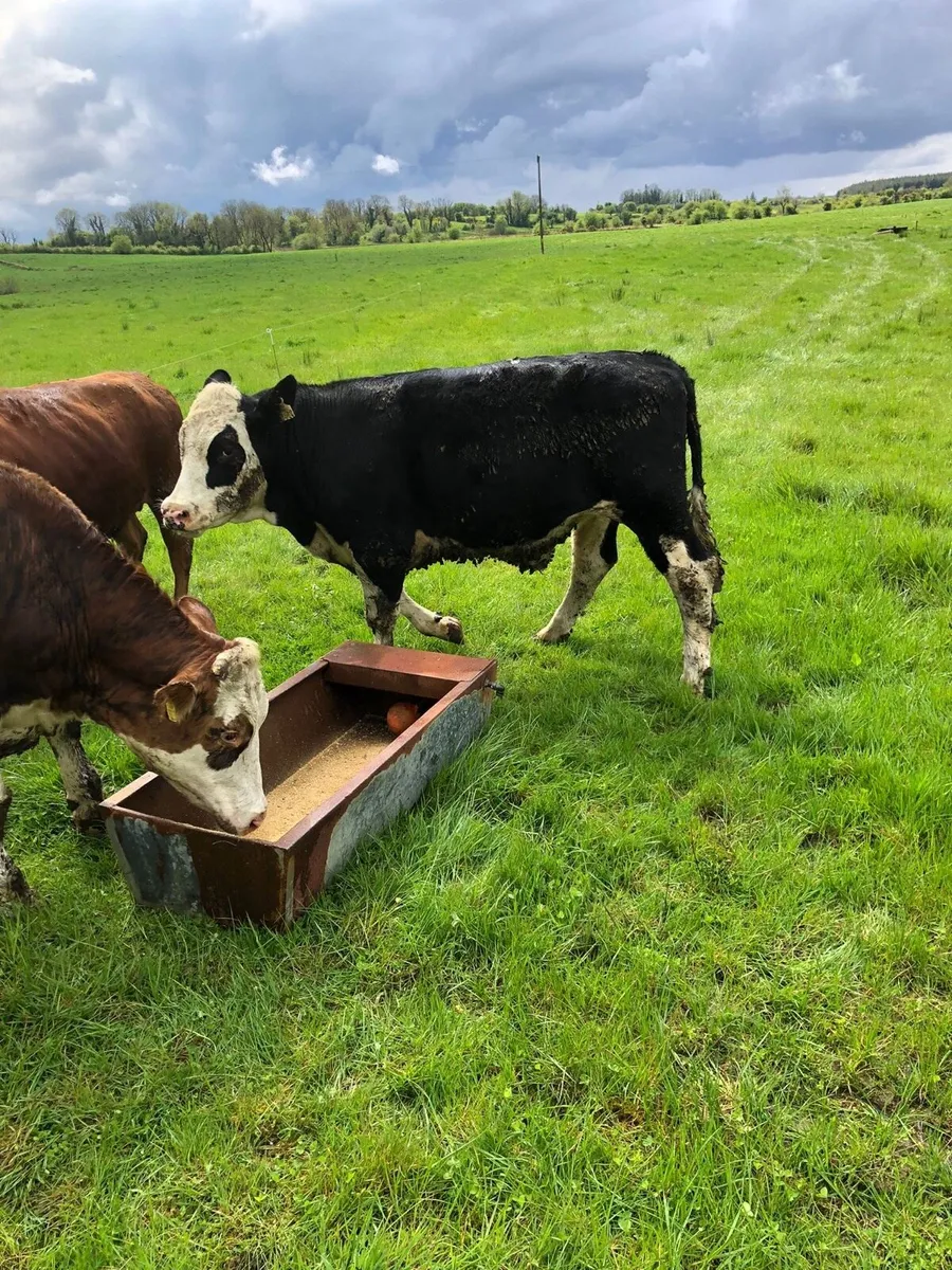 3 bullocks suitable for grass - Image 1