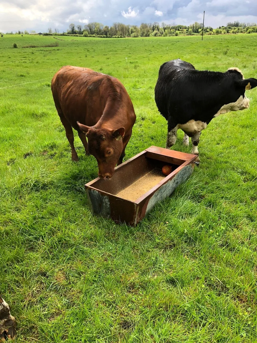 3 bullocks suitable for grass - Image 2