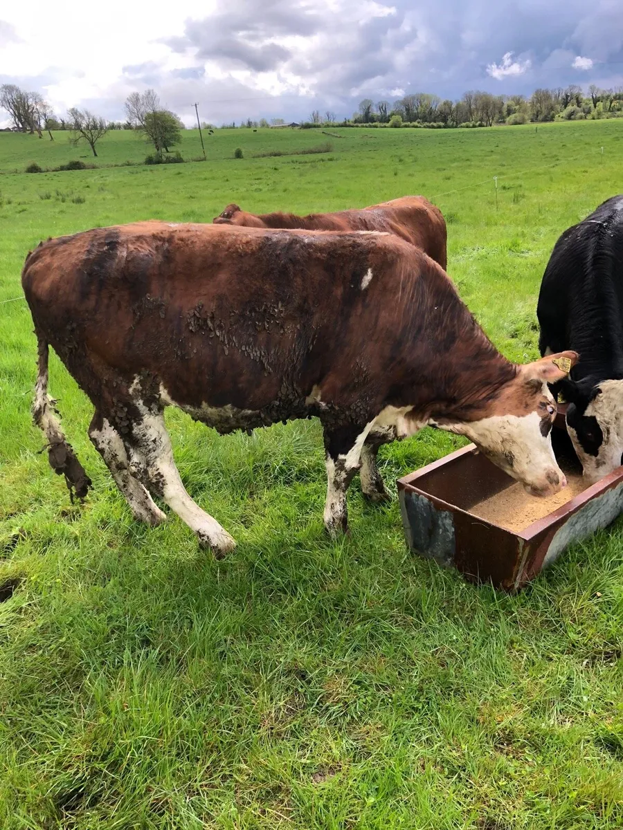 3 bullocks suitable for grass - Image 3
