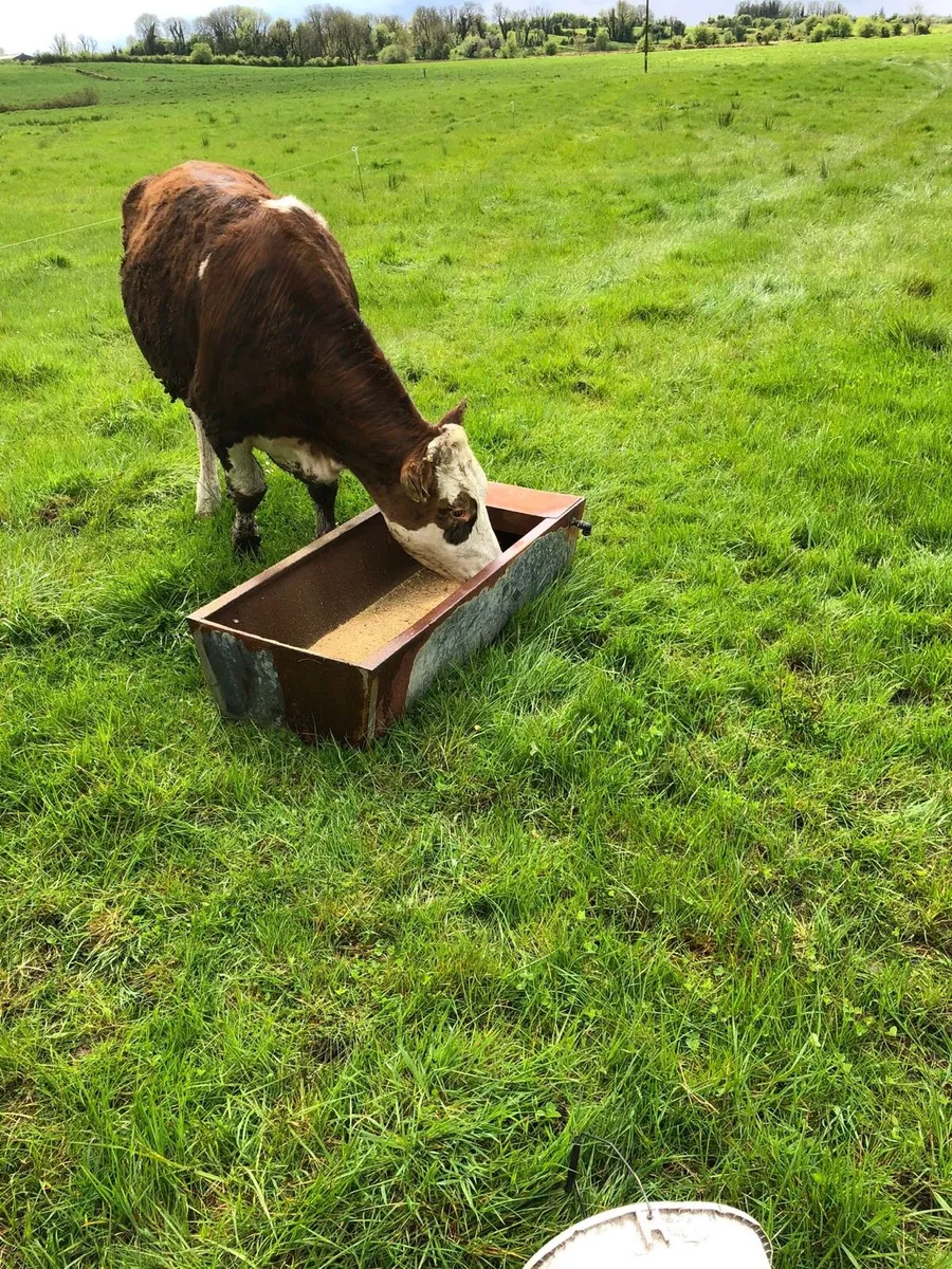 3 bullocks suitable for grass - Image 4