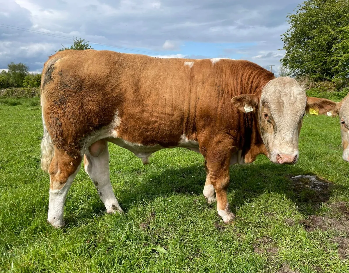 Pedigree Simmental Bulls - Image 2