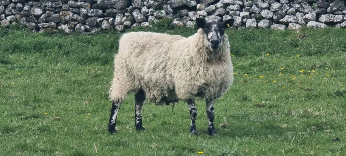 Milford ram - Image 1