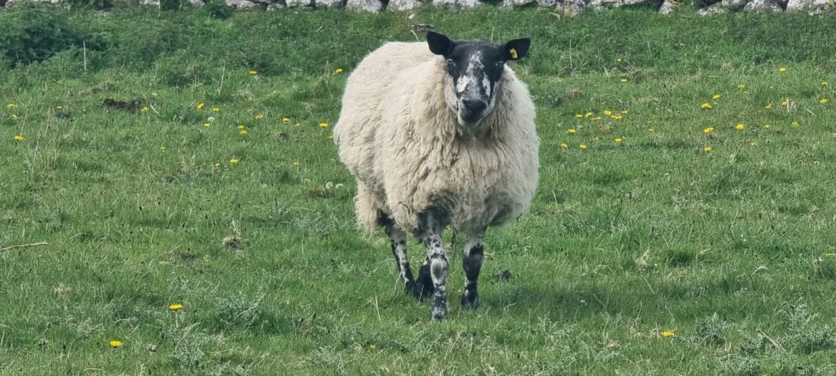 Milford ram - Image 2