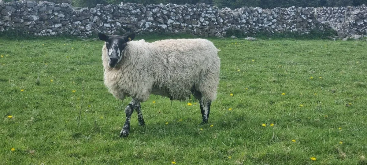 Milford ram - Image 3