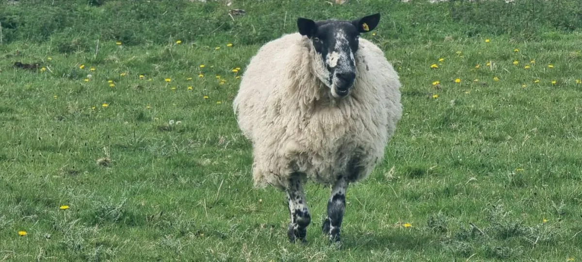 Milford ram - Image 4