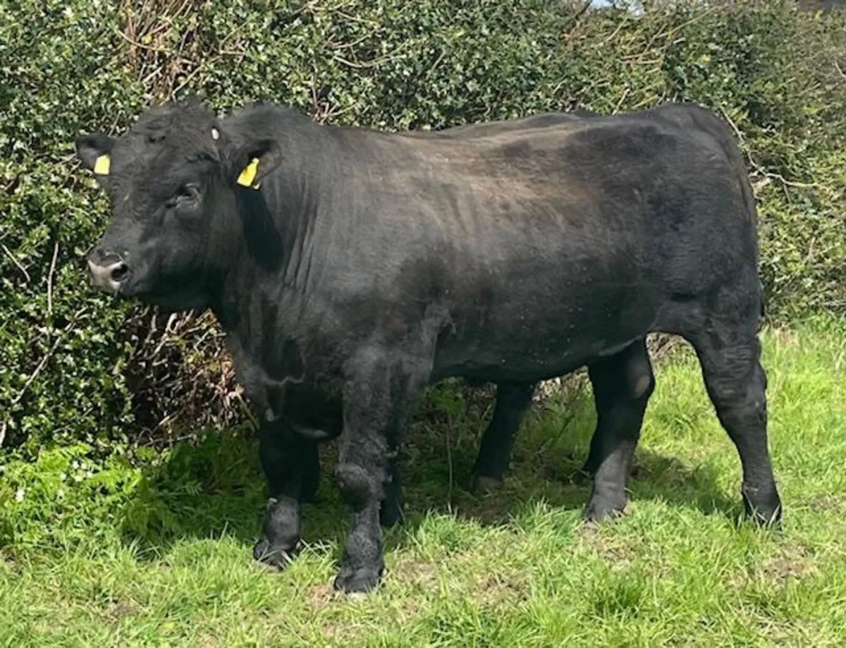 Pedigree Aberdeen Angus Bulls - Exceptional - Image 4