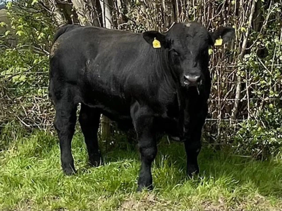 Pedigree Aberdeen Angus Bulls - Exceptional - Image 2