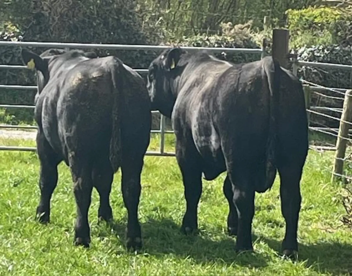 Pedigree Aberdeen Angus Bulls - Exceptional - Image 3