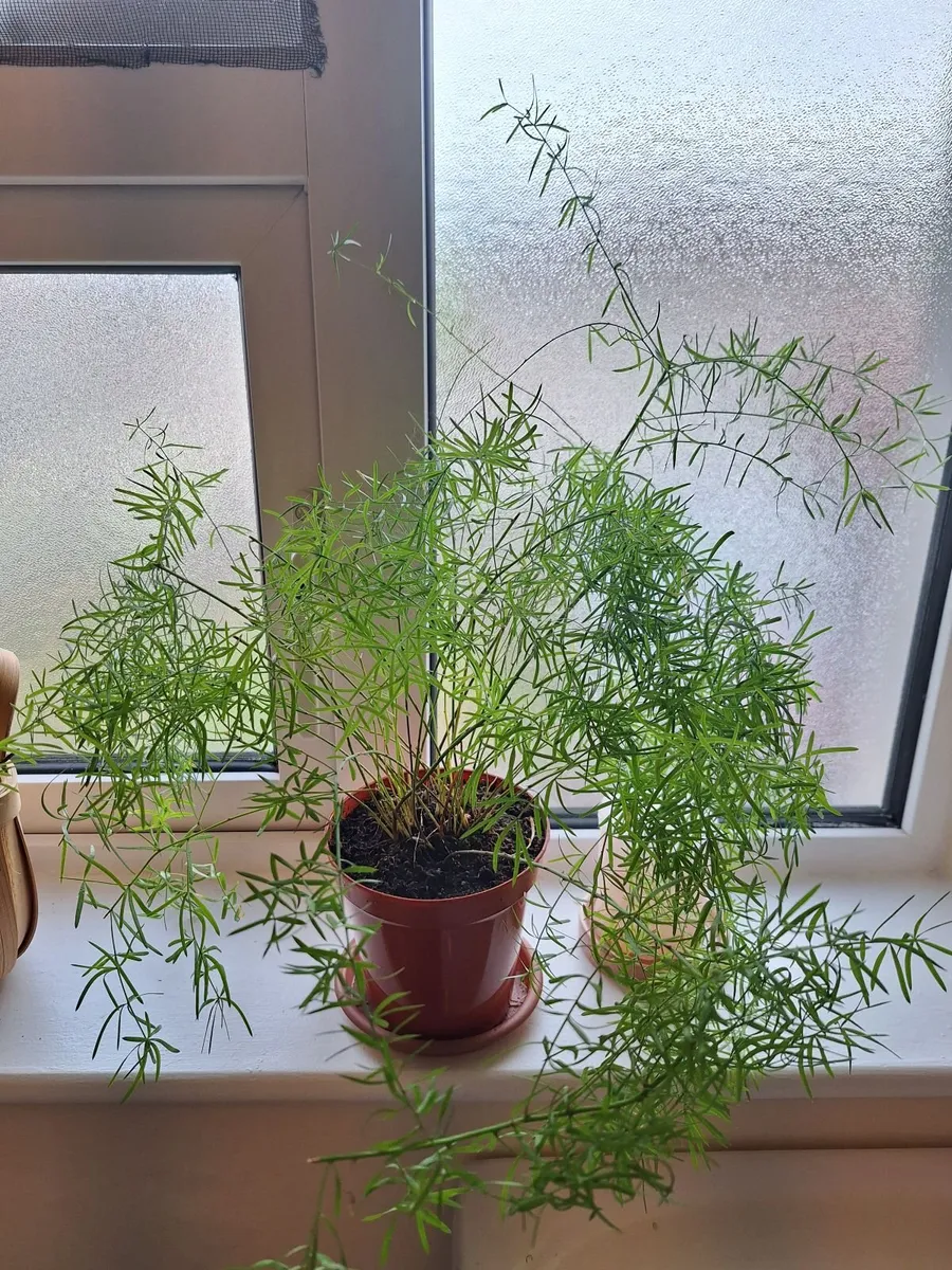 Plants - Image 3