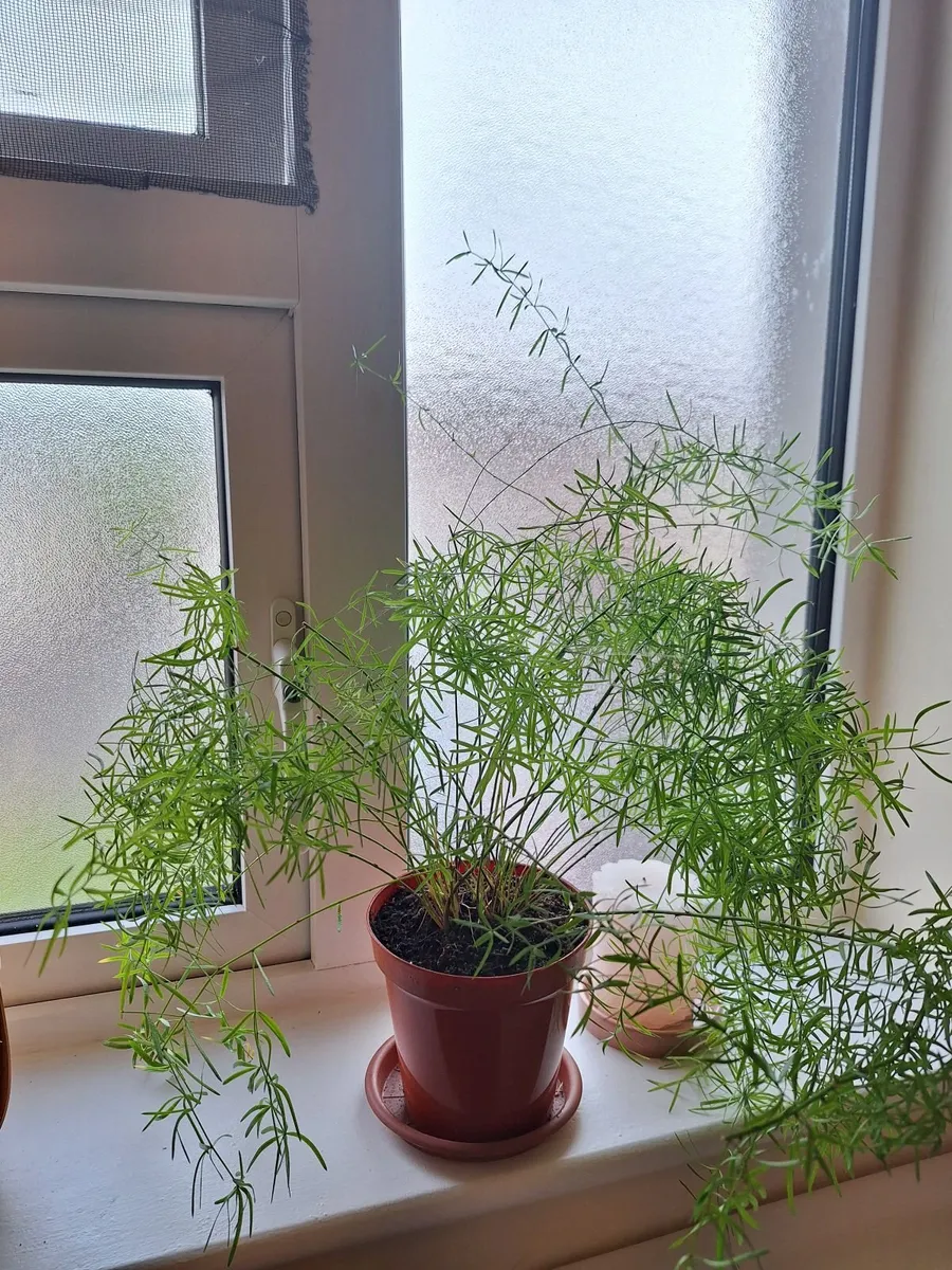 Plants - Image 2