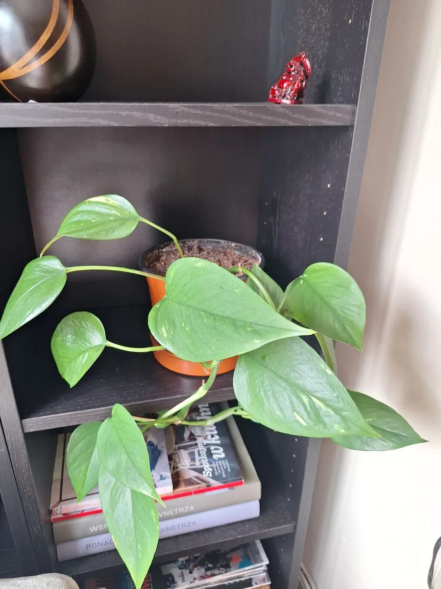 Plants