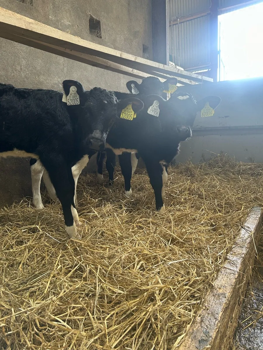 4 Fr heifer calves for sale - Image 1