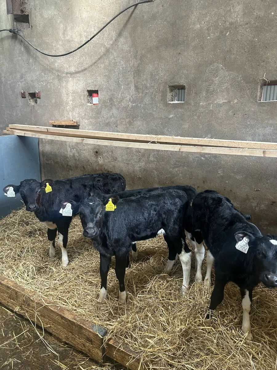 4 Fr heifer calves for sale - Image 3
