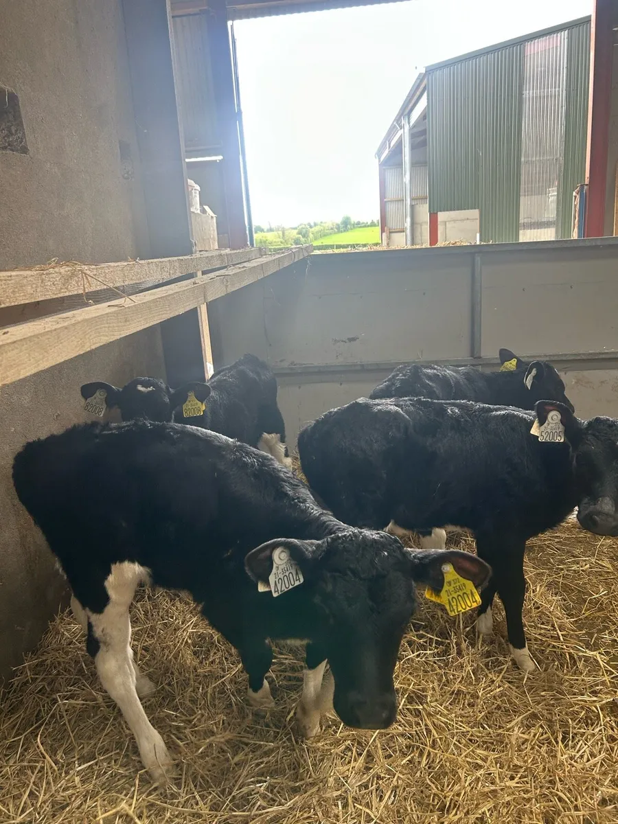 4 Fr heifer calves for sale - Image 4