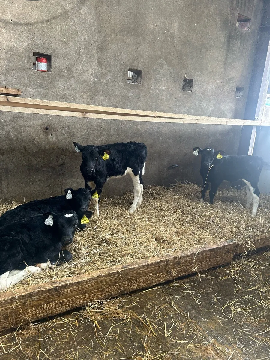 4 Fr heifer calves for sale - Image 2