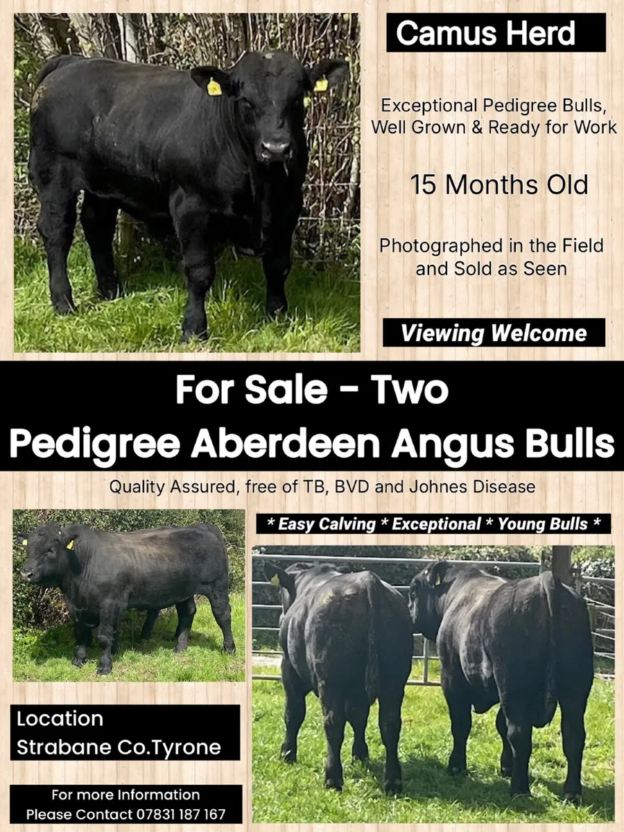 Pedigree Aberdeen Angus Bulls - Exceptional - Image 1