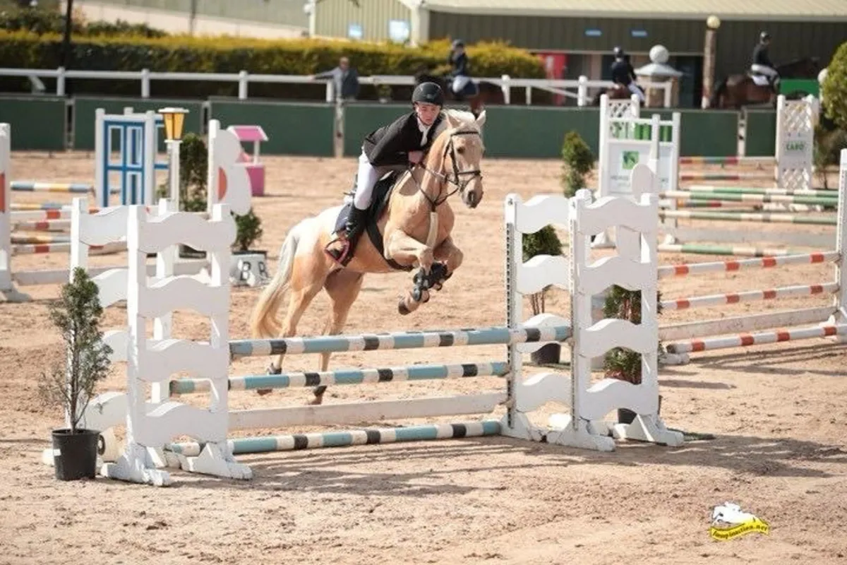 Horse - Image 1