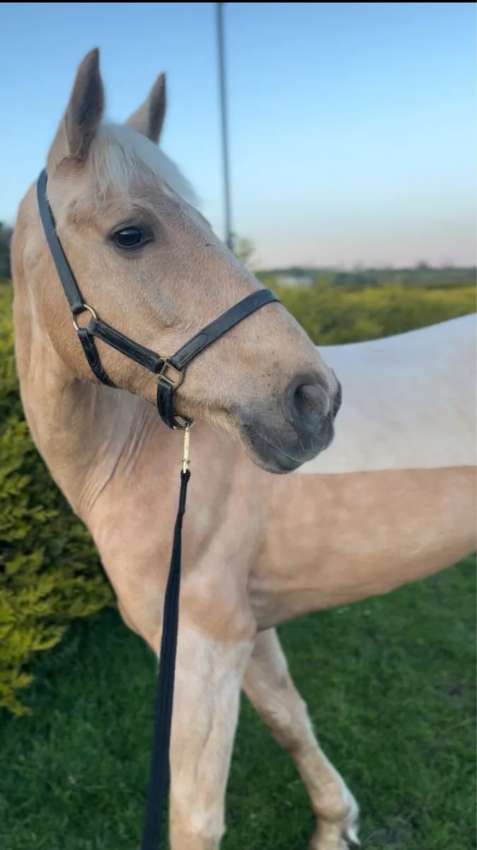 Horse - Image 3